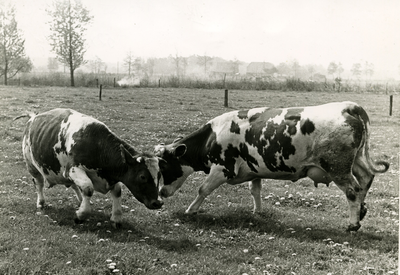 4397 Twee koeien in een weiland, 1960-1970