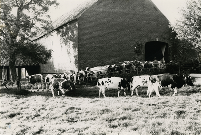 4398 Koeien verlaten de stal van een boerderij, 1960-1970