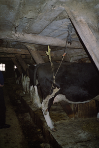  Koeien in stal met grup schuur 1 van boerderij Euvelgunnerheem Euvelgunnerweg 27, Groningen 100962
