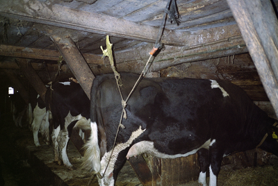  Koeien in stal met grup schuur 1 van boerderij Euvergunnerheem Euvelgunnerweg 27, Groningen 100962