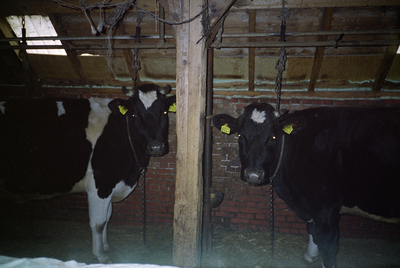  Koeien in koestal 2 van boerderij Euvelgunnerheem Euvelgunnerweg 27, Groningen 100962