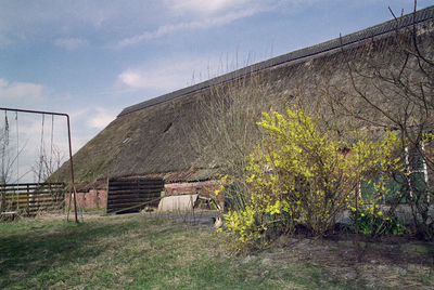  Zuidelijk dakvlak schuur met rieten dak en bloeiende fosythia Hogeweg 13, Dorkwerd, Groningen 106323