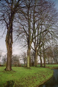  Bomenrij erf boerderij Aduarderdiepsterweg 17, Groningen 100825