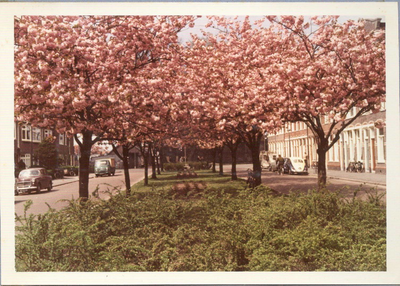  bloeiende Prunus (historische foto) Abel Tasmanplein 100820,100821