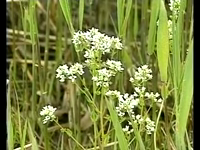 295149 Ruimte voor Natuur langs het Noordzeekanaal. Ruw materiaal. Ongemonteerd. 3'- 53', 1995-05-14