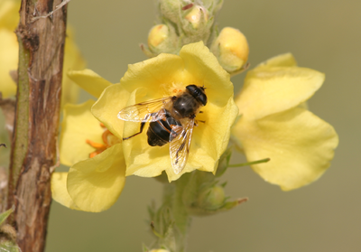 325179 Bijen (Apidae), Rottumerplaat, Datum onbekend.