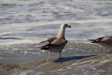 397291 Aanleg Zandmotor, 2011-04-08