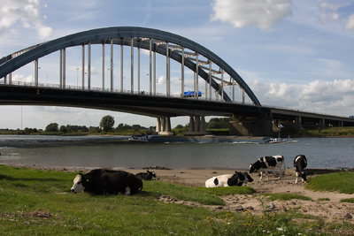 402979 Koeien luieren in de buurt van de Lekbrug, 2010-09-20