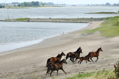 404100 Paarden op het strand langs de Waal, Kribverlaging Waal, 2009-07-07