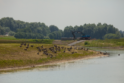 404300 Vogels op de oever op de Hondsbroeksche Pleij, 2009-07-14