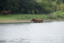 455309 Duursche waarden 118, 2013-08-29