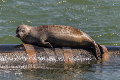 471517 Houtribdijk-zeehond-21072014-08, 2014-07-24