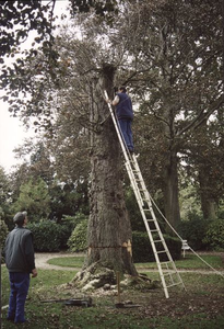265535 Broeders Martinus Hendriks (in de boom) en Anicetus van der Heijden vellen een kastanjeboom in het 'semper ...