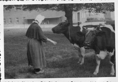 278143 Zuster Marie-Adelheid voert de koeien te Meerssen