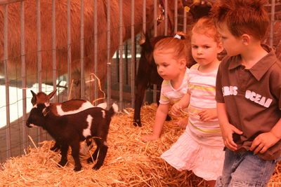  Heerlijk Houten Festival: kleuter bij de stal met jonge geitjes