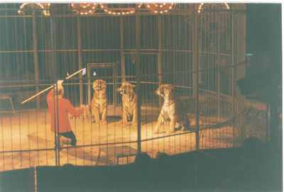4525 - Dompteur bezig met de leeuwen van het circus.