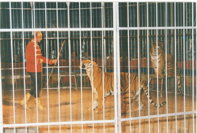 4526 - Dompteur bezig met de leeuwen van het circus.