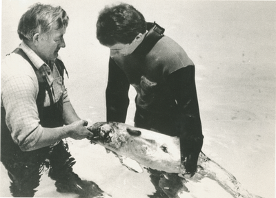 4474 - Opvang in Dolfinarium van een op Ameland gevonden bruinvisje.