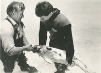 4474 - Opvang in Dolfinarium van een op Ameland gevonden bruinvisje.