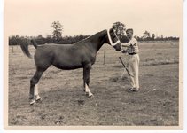 70 - Winnares paardenfokdag