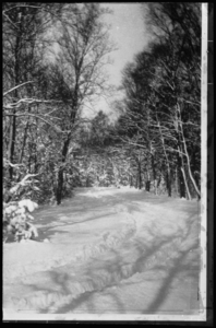 059 - Bospad in sneeuw