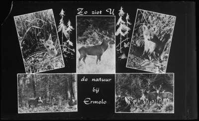 191 - Kaart met 5 natuurfoto's