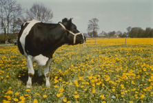 480 - koe in weiland; Serie gemaakt i.v.m. restauratie molen de Duif