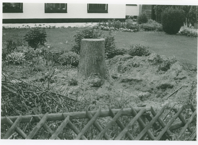 13678 - bevrijdingsboom gekapt; bevrijdingsboom moet zijn Julianaboom; in ongerede geraakt; op 5 mei 1965 vervangende ...