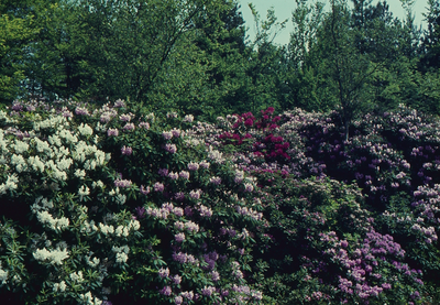 115 In drie kleuren bloeiende rhododendrons in de omgeving van het Ronde Huis.