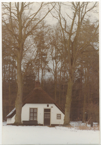 16435 - Een wit huisje met rieten dak in de sneeuw. Twee grote beuken bomen er voor. Achter het huis een kaal bos met ...
