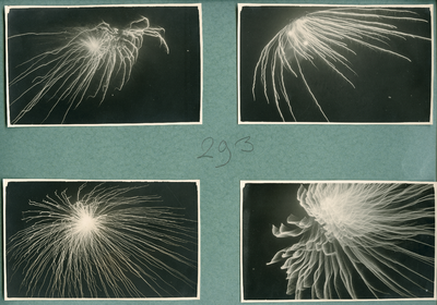 16992 - Vier foto's van vuurwerk in verband met vijftigjarig jubileum van koningin Wilhelmina