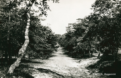 3141 - Zandpad door bos, links staat een berkenboom