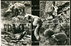 5031 - Ansichtkaart met kleine afbeeldingen van een wild zwijn met twee jongens, een reekalf, een fazant, twee egels en ...