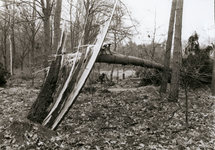 6045 - Een zware storm raasde over de Veluwe, waarbij veel bomen werden gekraakt of ontworteld. De schade is enorm