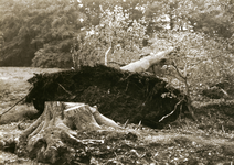6046 - Een storm heeft een flinke ravage aangebracht; veel bomen zijn beschadigd of zelfs ontworteld