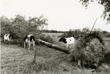 6047 - Een storm heeft een flinke ravage aangebracht; veel bomen zijn beschadigd of zelfs ontworteld. De koeien doen ...