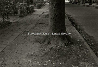 EHC-0000187 De Zwaluwstraat met oude bomen