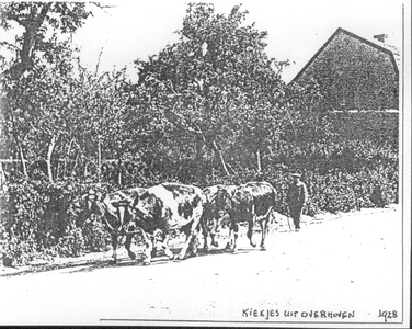 407_0533 Boer met vier koeien in de straat Overhoven 