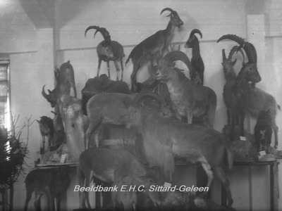 2860 Natuurhistorisch Museum met opgemaakte dieren in Klooster Watersleyde (Watersley)Opgezette berggeiten e.d.