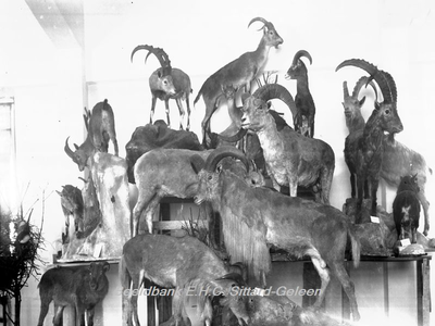 2861 Natuurhistorisch Museum met opgemaakte dieren in Klooster Watersleyde (Watersley)Opgezette berggeiten e.d.