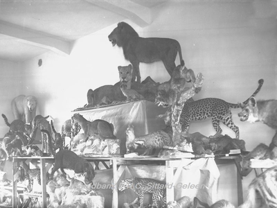 2862 Natuurhistorisch Museum met opgemaakte dieren in Klooster Watersleyde (Watersley)Katachtige roofdieren uit de ...