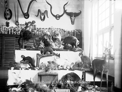 2865 Natuurhistorisch Museum met opgemaakte dieren in Klooster Watersleyde (Watersley)Groep opgezette dieren bestaande ...