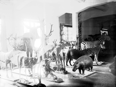2866 Natuurhistorisch Museum met opgemaakte dieren in Klooster Watersleyde (Watersley)Groep opgezette dieren bestaande ...