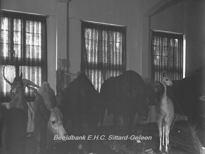 2869 Natuurhistorisch Museum met opgemaakte dieren in Klooster Watersleyde (Watersley)Buffels en lama´s uit de ...