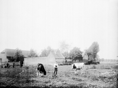 2903 Boerenhoeve met jongetje tussen 2 koeien op de voorgrond