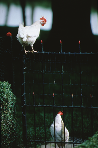 5_38 Kippen op het hek