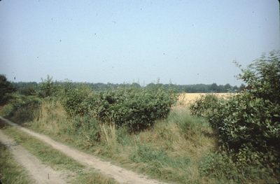 _19 Houtwal na afzetten, 1e groeiseizoen