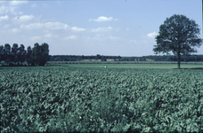 _29 Dal Haelensche Beek vanaf Baexemerweg