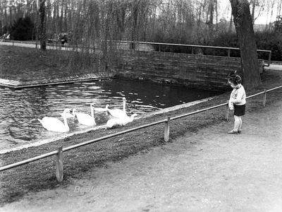 ehc_gp_068 De zwanen op de vijver in het Stadspark 09-04-1937