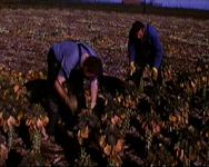 232 Teelt van spruiten: methoden voor de oogst, [1974-1975]